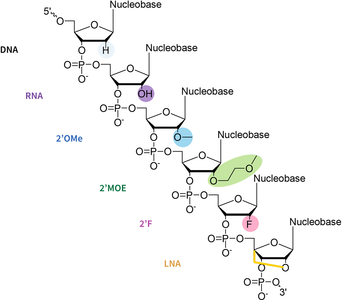 Common oligo sugar modifications with their chemical structures.