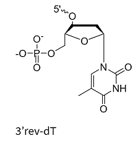 3'rev-dT end modification chemical structure